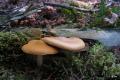 Paddenstoelen in het Leenderbos